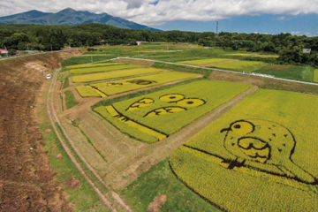 空撮業務-八ヶ岳と稲絵アート（北杜市）